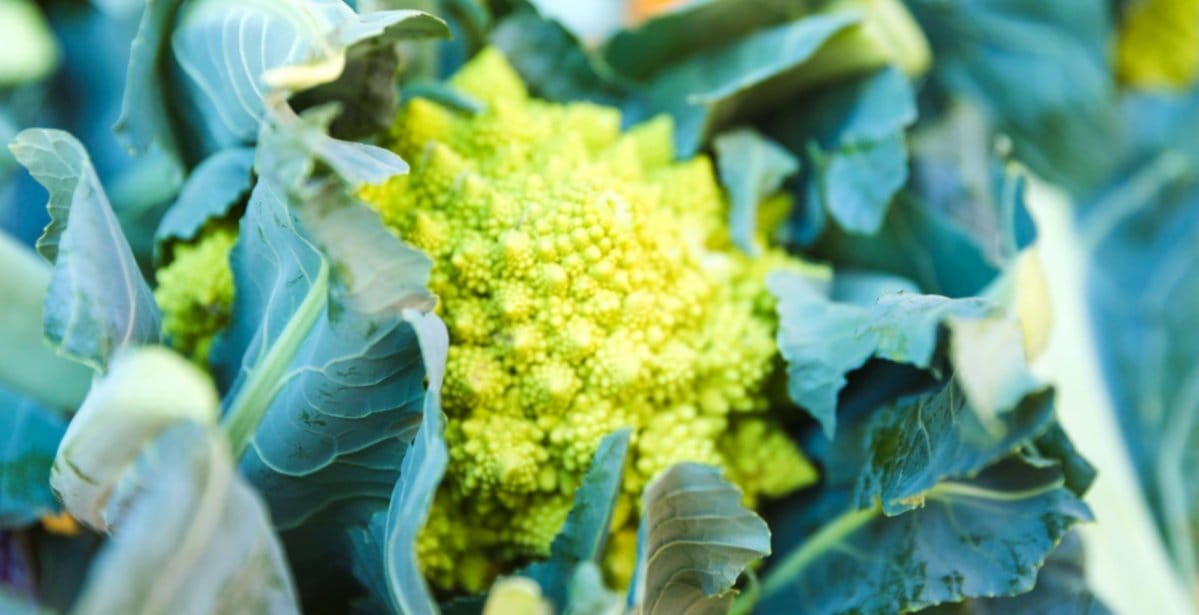 Cavolo romano e Fibonacci